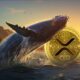 Xrp Whale.jpeg