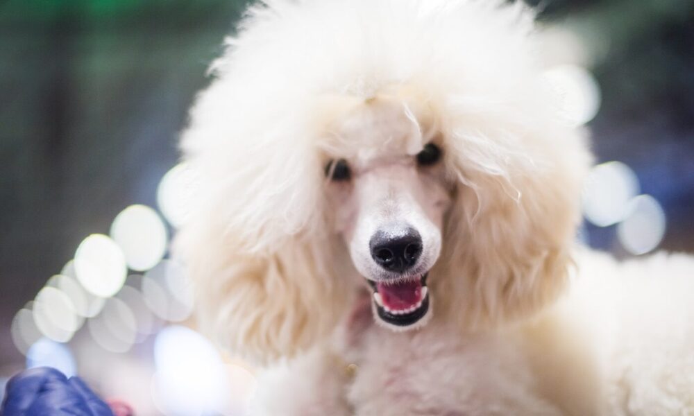 Poodle Cute Poodlana.jpg