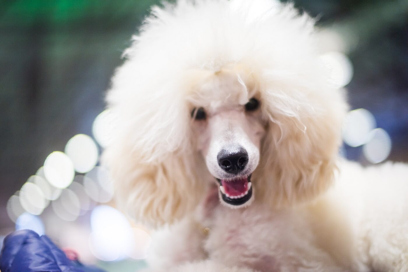 Poodle Cute Poodlana.jpg