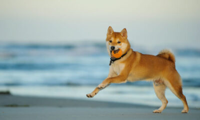 14 Shiba Inu 4.jpg