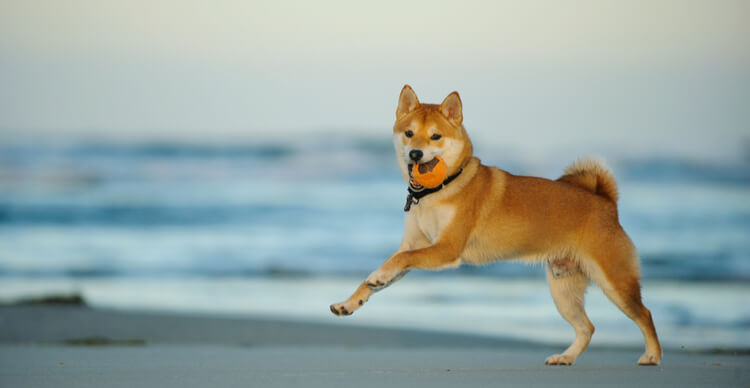 14 Shiba Inu 4.jpg