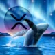 Ripple Whales Buy 147m Xrp Amid Renewed Market Interest Heres All 1.webp.webp